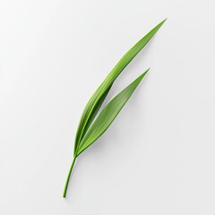Obraz premium single blade of grass with a realistic texture, placed on a bright white background