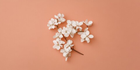Minimalist Floral Artistry White Blossom Composition on Terracotta Canvas - Modern Elegance for Interior Design and Creative Marketing Visuals