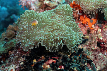 A Skunk Clownfish (Amphiprion Akallopisos) in ist anemone facing the camera. Orange body with white stripe accross ist back
