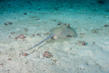 A blue-spotted stingray searches the sandy bottom for food

