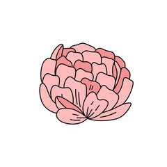 A pink flower with a white background