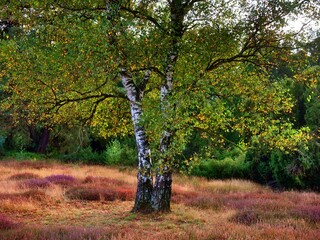 Parts of Betula birch trees, they are deciduous very fast and tall growing. In a heath landscape in autumn, plants have already faded and the grass has mostly dried up, but the trees 