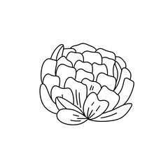 A flower with a white background