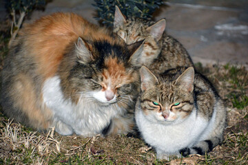 Cat`s look. Cat with closed eyes. Portrait of a cat. Domestic animal, pet kitten