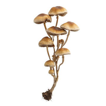 Cluster of psilocybe semilanceata mushrooms with brown caps and stems on a transparent background, concept of mycology, nature, and psychedelic
