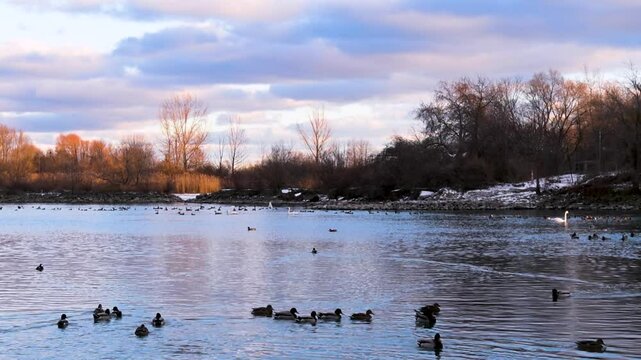 A tranquil sunset at Toronto&rsquo;s waterfront near Mimico and Lake Shore. High-rise buildings glow in the golden light as ducks swim peacefully in the calm water, creating a serene urban scene.