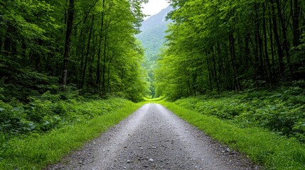Obraz premium Forest path leading to mountains. Peaceful nature scene