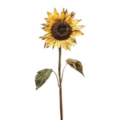 Single dried sunflower with brown center and yellow petals on a transparent background, concept of autumn, fall, and rustic decoration