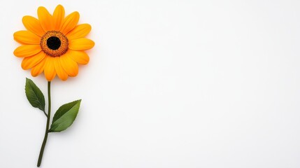 Obraz premium Vibrant yellow flower with dark center and green leaves on a simple white background creating a cheerful and fresh atmosphere