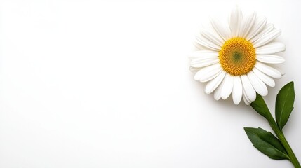 Obraz premium Single daisy flower with white petals and yellow center on clean white background symbolizing simplicity and natural beauty