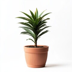Fototapeta premium Minimalistic Green Plant in Brown Pot on White Background: Ideal for Home Decor and Lifestyle Imagery