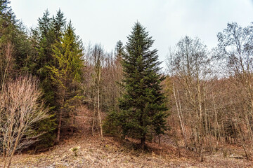 Landscapes - Forest - Europe, Romania, Suceava region