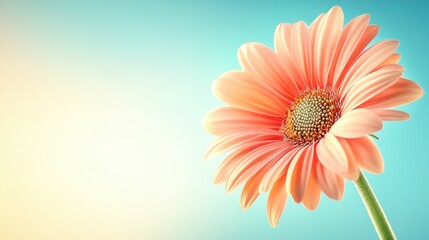 Fototapeta premium Delicate Peach Flower on Soft Blue Background with Subtle Gradient Light for Nature and Aesthetic Themes