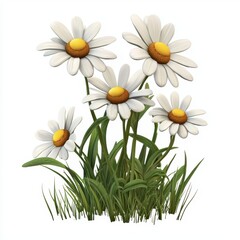 Fototapeta premium Wild chamomile flowers growing in a meadow, isolated on a clean white background