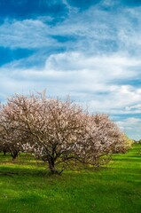 Naklejka premium Stunning spring landscape: a row of blossoming trees graces a vivid green field under a bright blue sky.