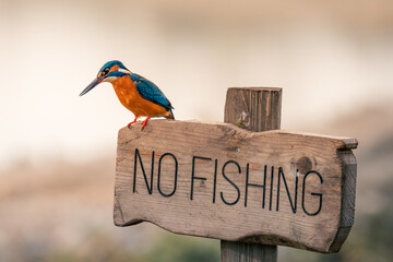 kingfisher on a no fishing sign
