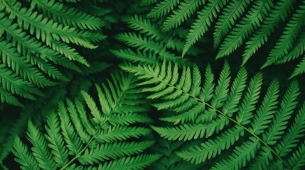 Obraz premium Lush Green Fern Leaves with Intricate Patterns Set Against a Dark Background Ideal for Nature and Botanical Designs