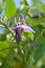 brinjal flower bloom on plant, A close up of purple Brinjal flowers in the garden with green leaves closeup, Beautiful brinjal flower.Purple color flower. Eggplant flower close up with leaves
