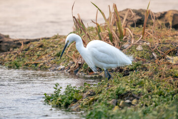 Fototapeta premium Little egret standing in a pond