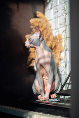 A Canadian Sphynx cat sits in the bright midday sun in an apartment and looks forward enthusiastically. A bald, gray cat with yellow eyes and huge ears. A sad, doomed look in the frame