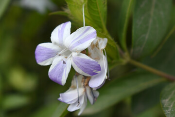 Obraz premium Crested Philippine violet or Bluebell barleria (Barleria cristata Lavender Lace) rare variety wild flower medicinal plant, close up, Barleria Cristata Lavender Lace Flowers With Leaves In Garden,