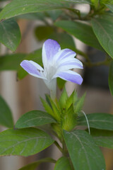 Crested Philippine violet or Bluebell barleria (Barleria cristata Lavender Lace) rare variety wild flower medicinal plant, close up, Barleria Cristata Lavender Lace Flowers With Leaves In Garden,
