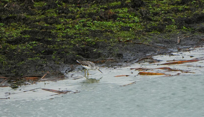 Small Common Greenshank (Tringa nebularia) foraging at the muddy riverbank with shallow water