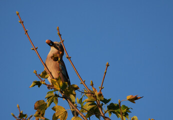 Eurasian jay (Garrulus glandarius) perched on a tree branch holding an acorn in its beak