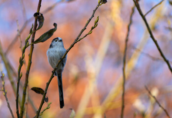 Long-tailed tit (Aegithalos caudatus) perched on a thin tree branch with autumn colors in the background