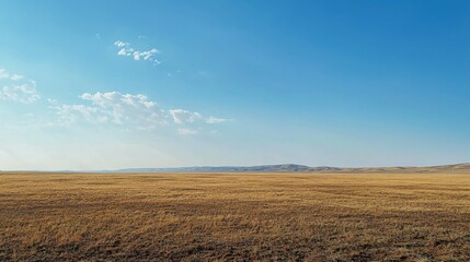 Expansive Golden Grassland Under Clear Blue Sky in Daylight