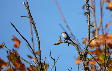 Long-tailed tit (Aegithalos caudatus) perched on a bare tree branch against a blue sky with autumn leaves.