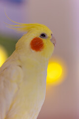 Cockatiel parrots.Funny parrots.Cockatiel pets.Bird with a crest.Cute animal.Funny bird.Cockatiel.Parrots are playing.
Caring for pets.Birds.Animals.Cute cockatiel.Home pet parrot.The best birds.