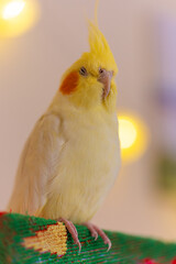 Beautiful photo of a bird.Funny parrot.Cockatiel parrot.
Home pet yellow bird.Beautiful feathers.Cute cockatiel.Home pet parrot.A bird with a crest.Natural color.Birdie.The parrot looks in the mirror.