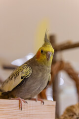 Cockatiel parrots.Funny parrots.Cockatiel pets.Bird with a crest.Cute animal.Funny...