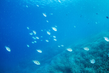 Fototapeta premium ロクセンスズメダイの群れ 小笠原