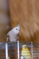 Gray parrot.Corella parrot.Pet cockatiel parrot.White-faced cockatiel.Beautiful cute...