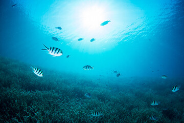 Obraz premium ロクセンスズメダイの群れ 小笠原