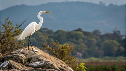 Fototapeta premium Regal Great Egret standing on a rocky outcropping surveying its surroundings with regal poise, heron, natural beauty