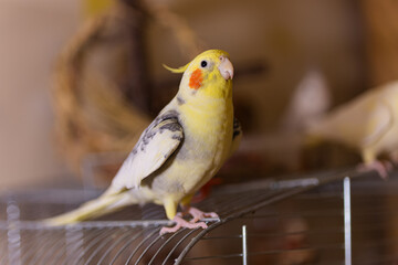 Beautiful photo of a bird.Funny parrot.Cockatiel parrot.
Home pet yellow bird.Beautiful feathers.Cute cockatiel.Home pet parrot.A bird with a crest.Natural color.Birdie.The parrot looks in the mirror.