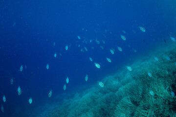 ロクセンスズメダイの群れ　小笠原