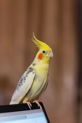 Beautiful photo of a bird.Funny parrot.Cockatiel parrot.
Home pet yellow bird.Beautiful feathers.Cute cockatiel.Home pet parrot.A bird with a crest.Natural color.Birdie.The parrot looks in the mirror.