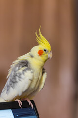 Cockatiel parrots.Funny parrots.Cockatiel pets.Bird with a crest.Cute animal.Funny bird.Cockatiel.Parrots are playing.
Caring for pets.Birds.Animals.Cute cockatiel.Home pet parrot.The best birds.