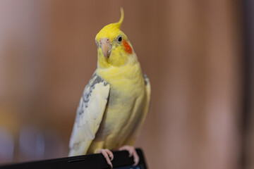 Cockatiel parrots.Funny parrots.Cockatiel pets.Bird with a crest.Cute animal.Funny...