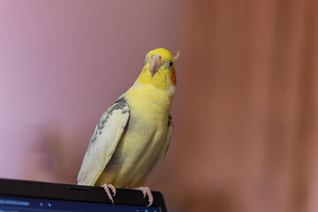 Cockatiel parrots.Funny parrots.Cockatiel pets.Bird with a crest.Cute animal.Funny bird.Cockatiel.Parrots are playing.
Caring for pets.Birds.Animals.Cute cockatiel.Home pet parrot.The best birds.