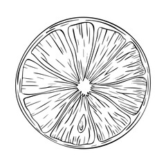 Obraz premium Lemon, orange or lime slice. Vector illustration. Sketch hand drawn. Half tropical citrus fruit. Design for menu, package, cosmetic, textile, cards