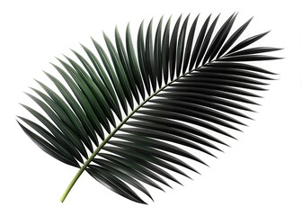 Fototapeta premium Isolated Black Palm Leaf Silhouette, Night Photography, White Background Stock Photo