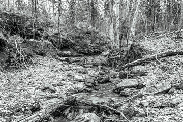 Landscapes - Forest - Europe, Romania, Suceava region