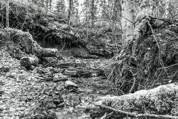 Landscapes - Forest - Europe, Romania, Suceava region