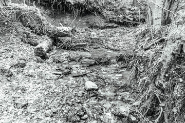 Landscapes - Forest - Europe, Romania, Suceava region