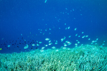 ロクセンスズメダイの群れ　小笠原